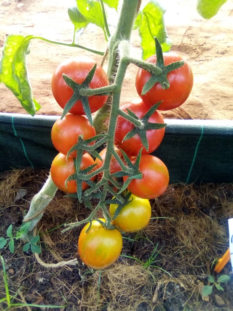 Grappe de tomates