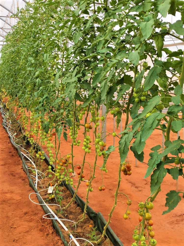 Plants de tomates sous serre