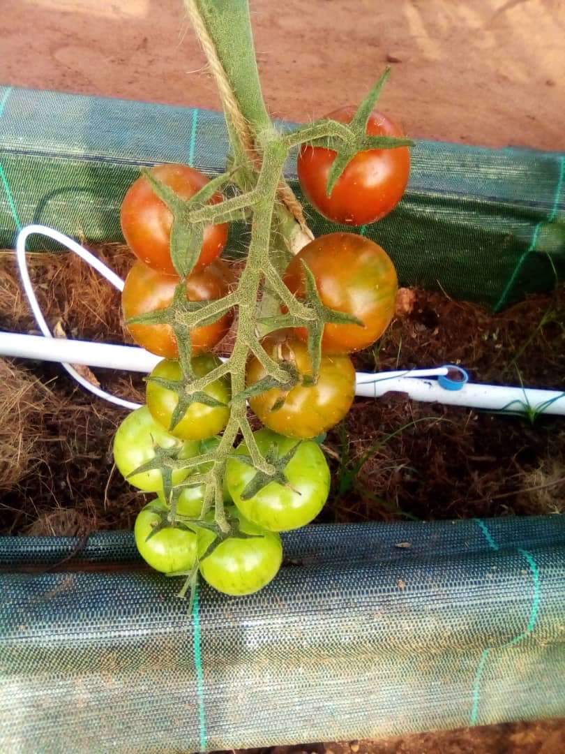 Tomates sous serre